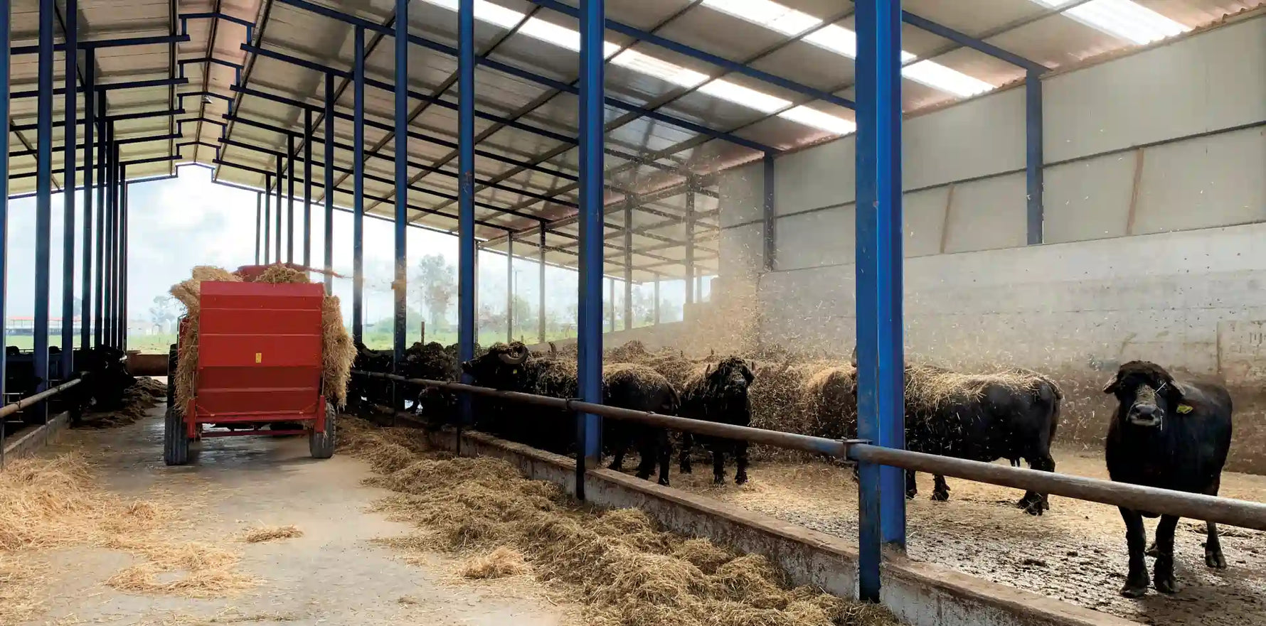 La Piana dei Mazzoni. Storia di un luogo magico